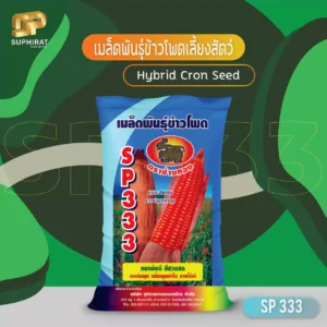 corn seed SP-333