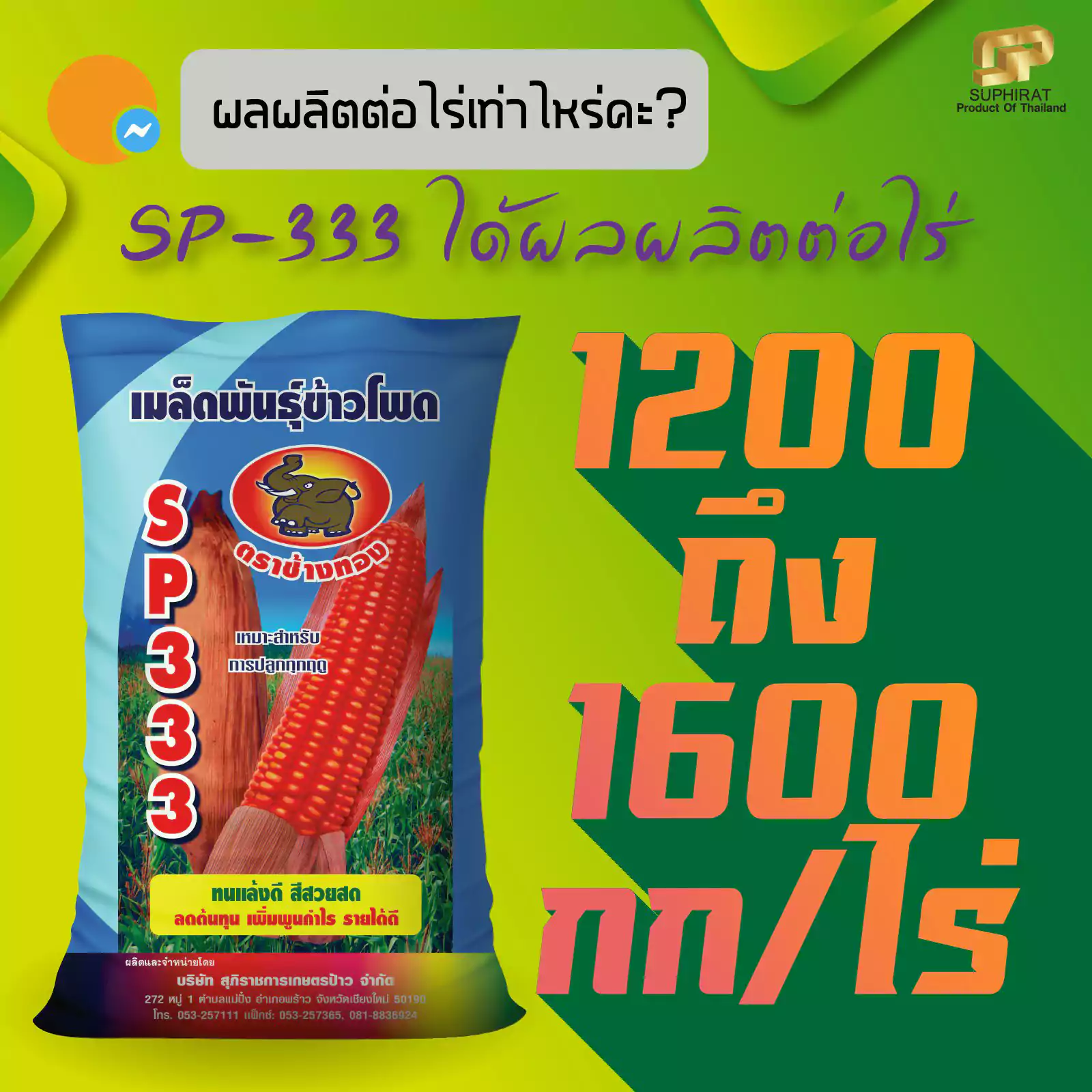 เมล็ดพันธุ์ข้าวโพด SP-333 5กก. - Image 3