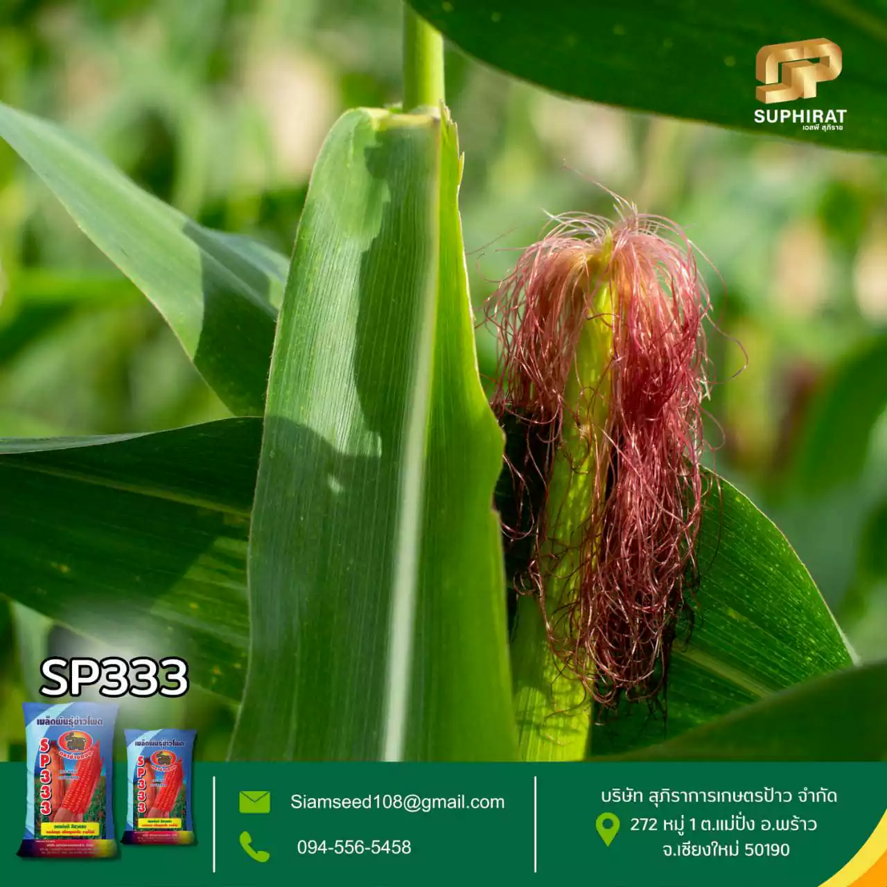 เมล็ดพันธุ์ข้าวโพด SP-333 5กก. - Image 6