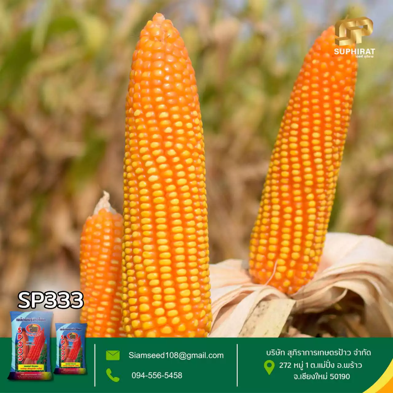 เมล็ดพันธุ์ข้าวโพด SP-333 5กก. - Image 4