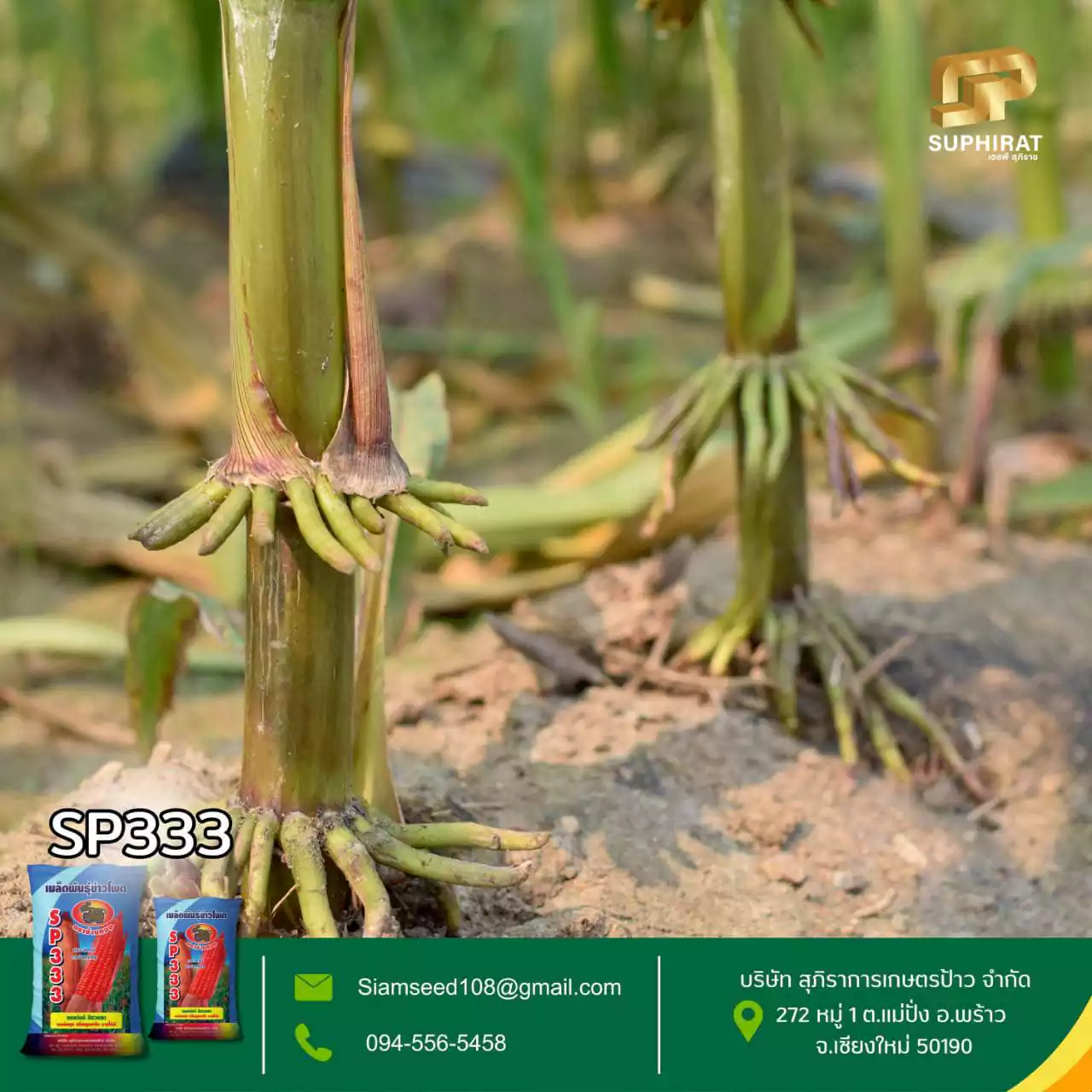 เมล็ดพันธุ์ข้าวโพด SP-333 5กก. - Image 5