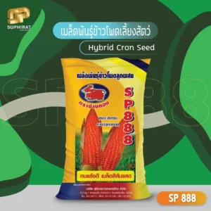 corn seed SP-888