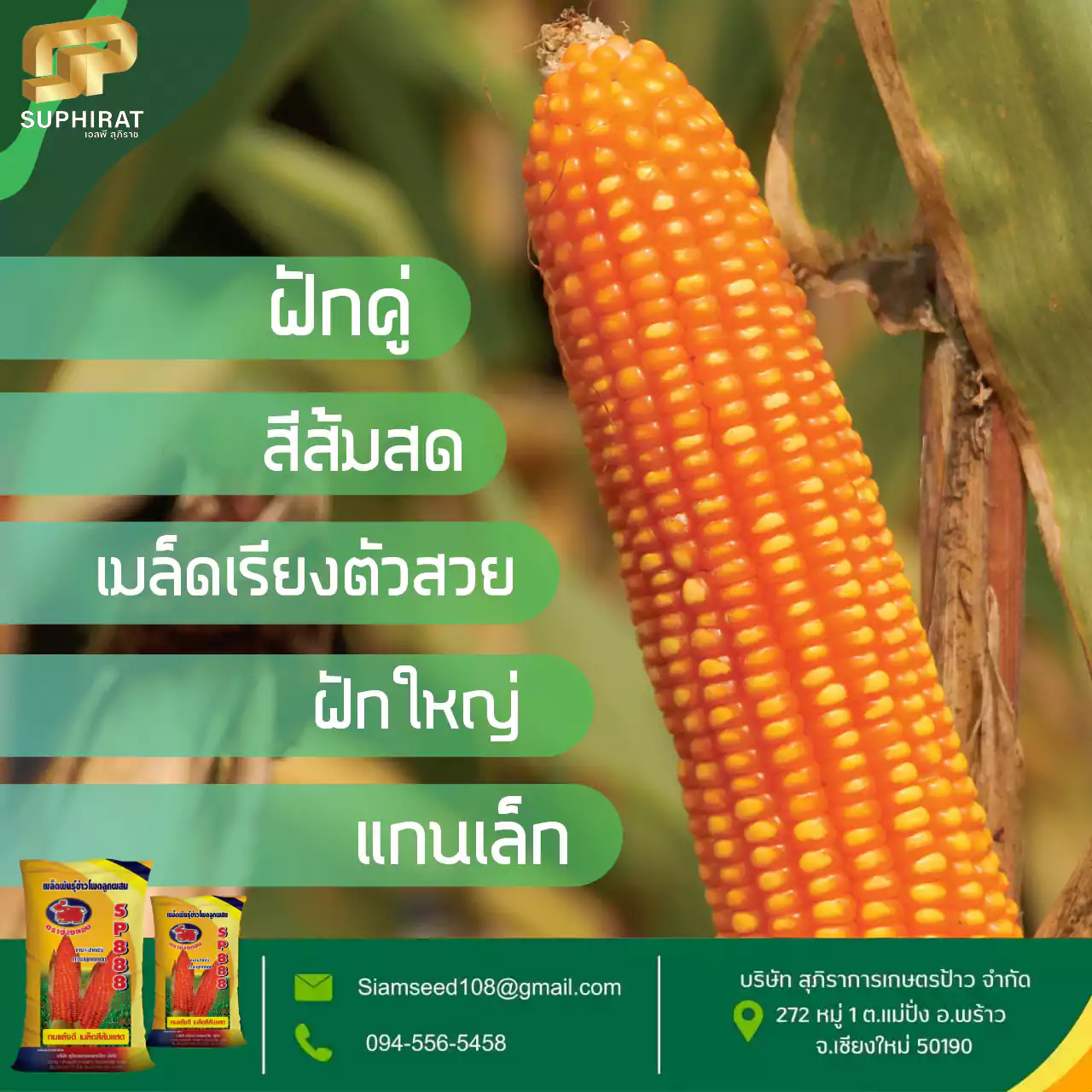 เมล็ดพันธุ์ข้าวโพด SP-888 5กก. - Image 4