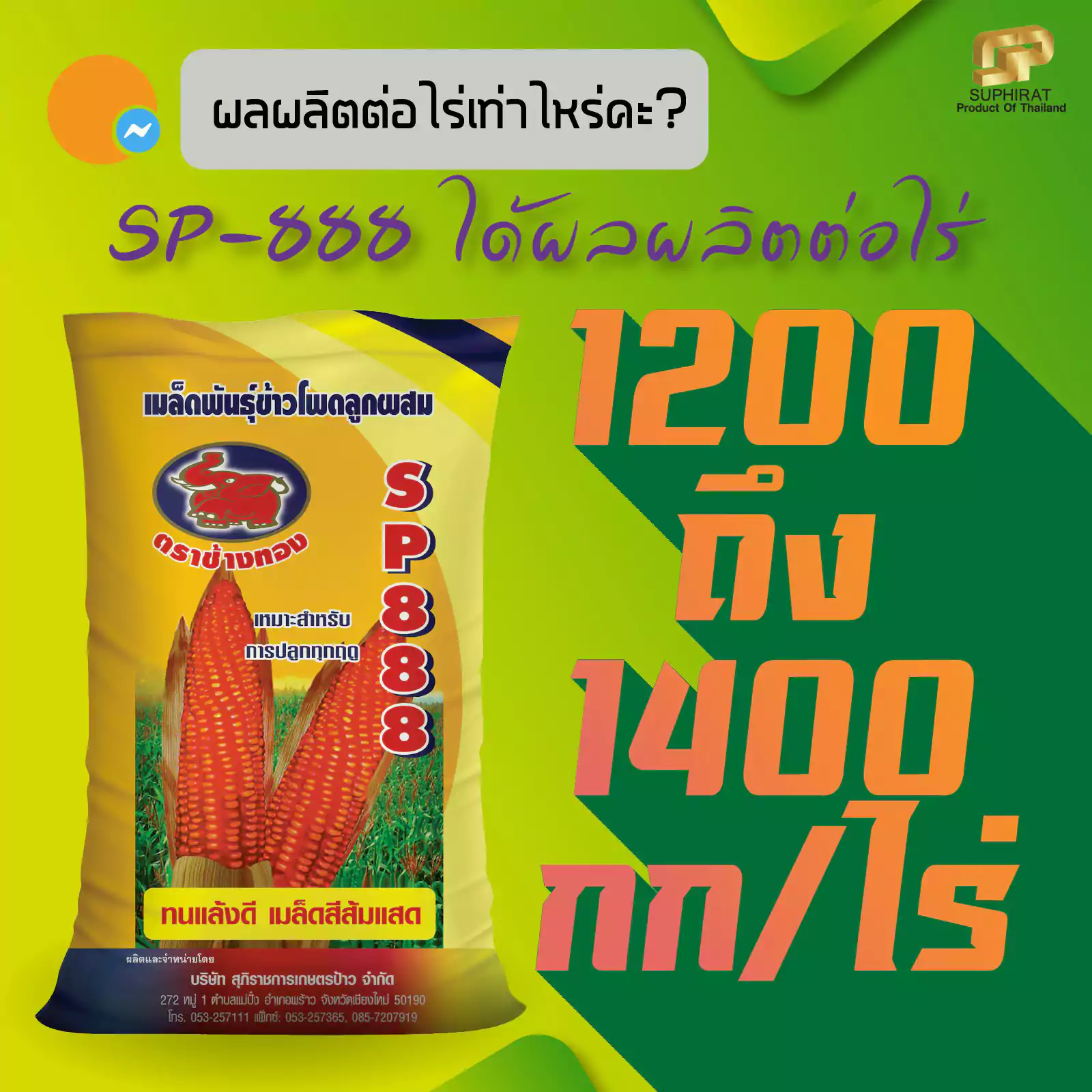 เมล็ดพันธุ์ข้าวโพด SP-888 5กก. - Image 3