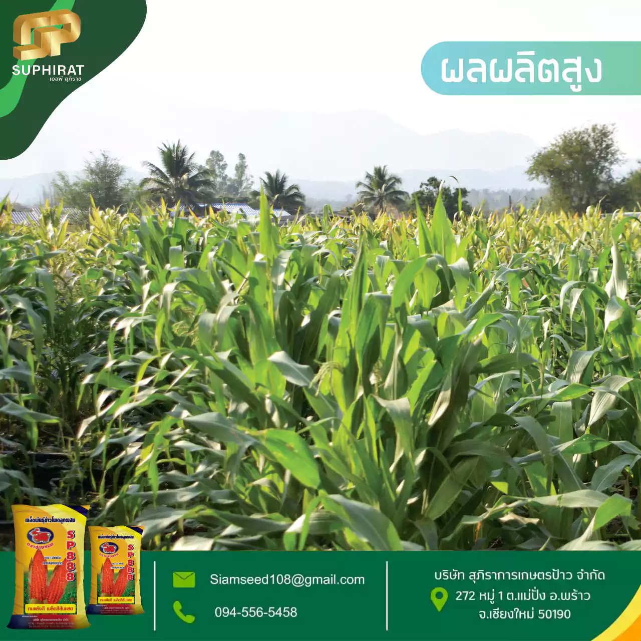 เมล็ดพันธุ์ข้าวโพด SP-888 5กก. - Image 6