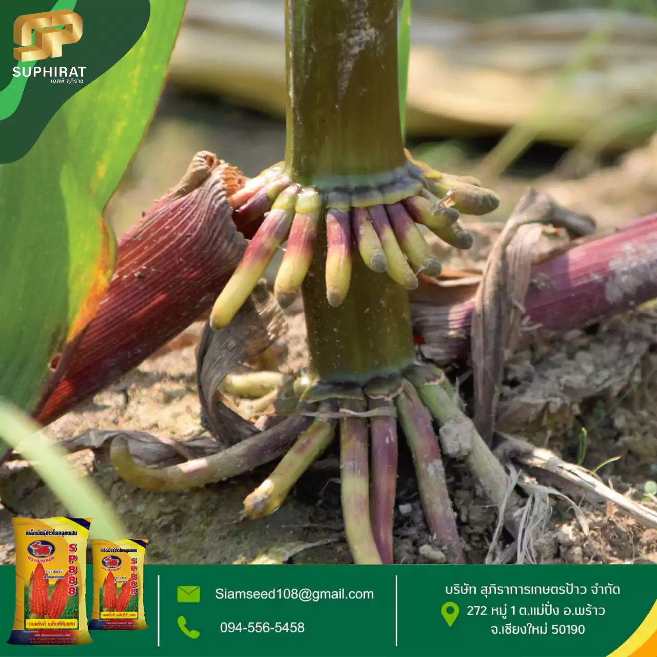 เมล็ดพันธุ์ข้าวโพด SP-888 5กก. - Image 5