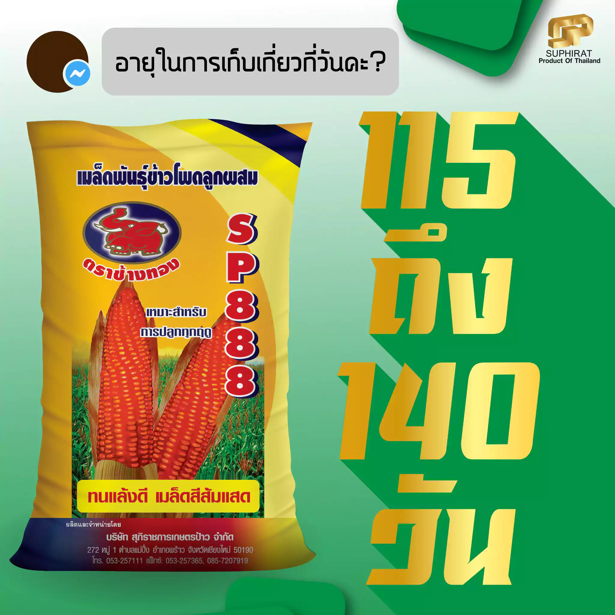 เมล็ดพันธุ์ข้าวโพด SP-888 5กก. - Image 2