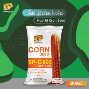 corn seed SP-G600