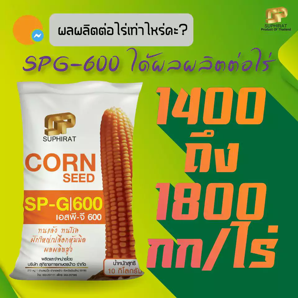 เมล็ดพันธุ์ข้าวโพด SP-G600 5กก. - Image 3