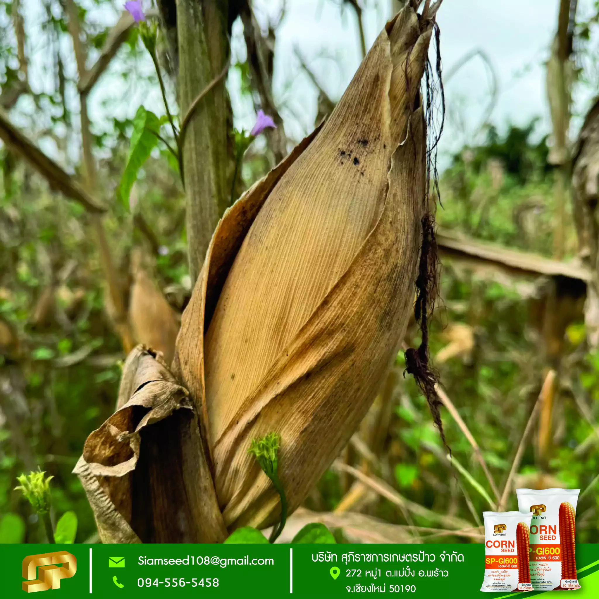 เมล็ดพันธุ์ข้าวโพด SP-G600 5กก. - Image 4