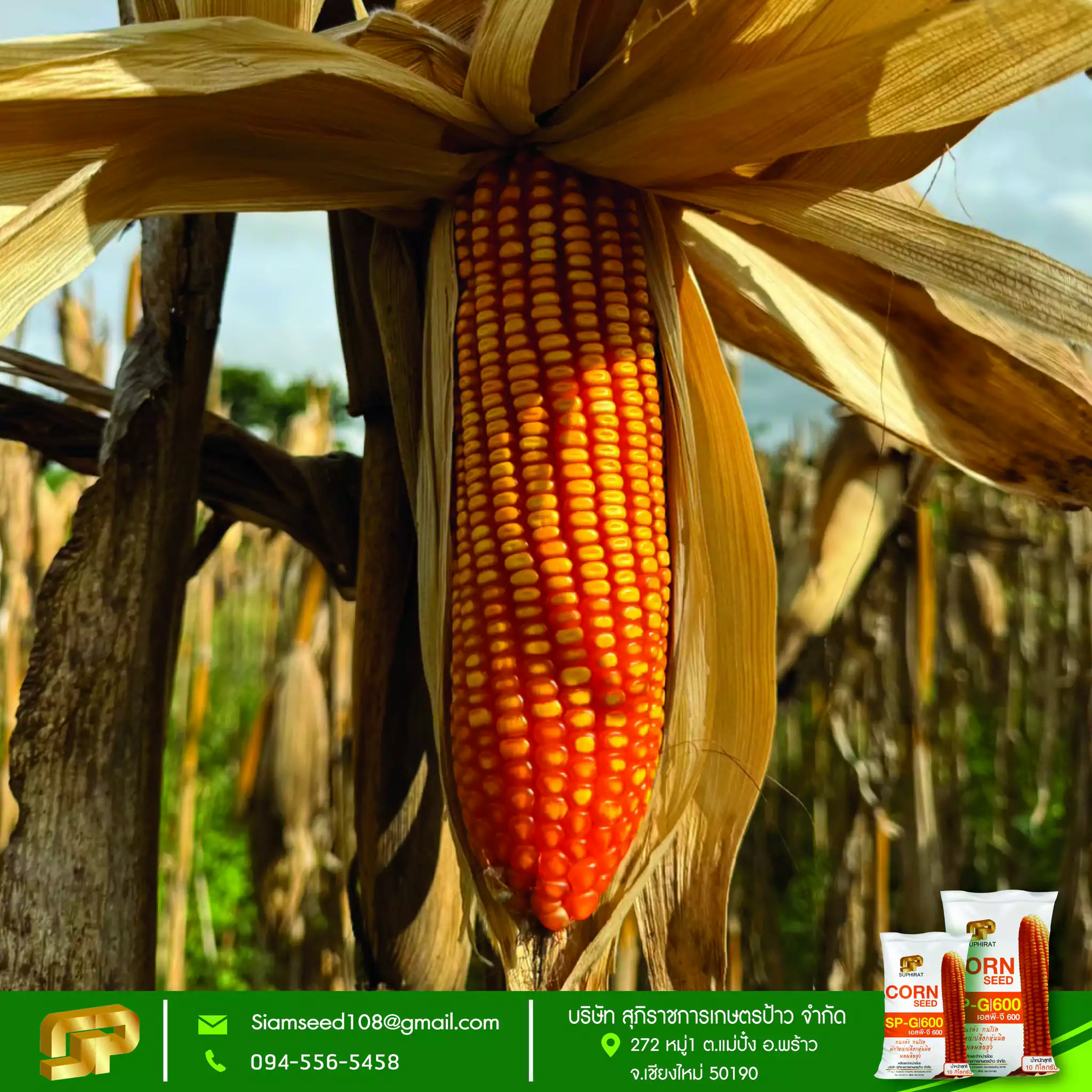 เมล็ดพันธุ์ข้าวโพด SP-G600 5กก. - Image 6