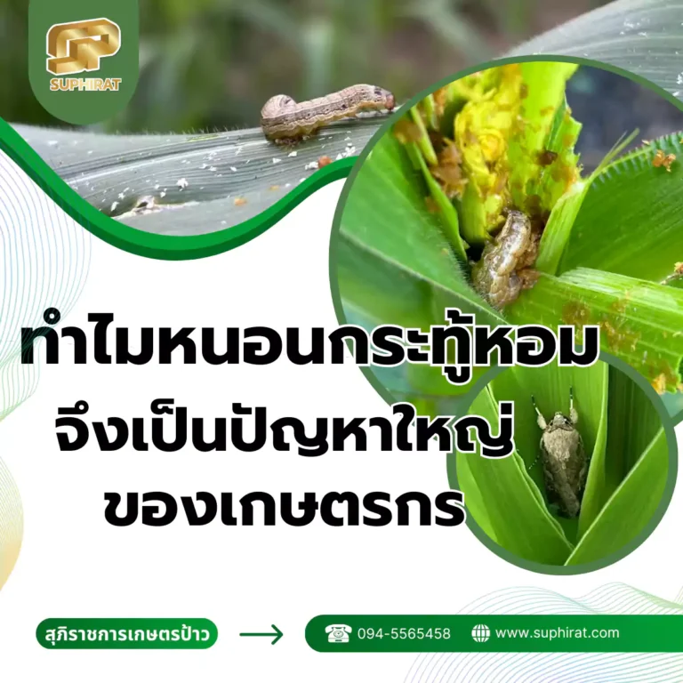 หนอนกระทู้หอม ทำไมจึงเป็นปัญหาใหญ่