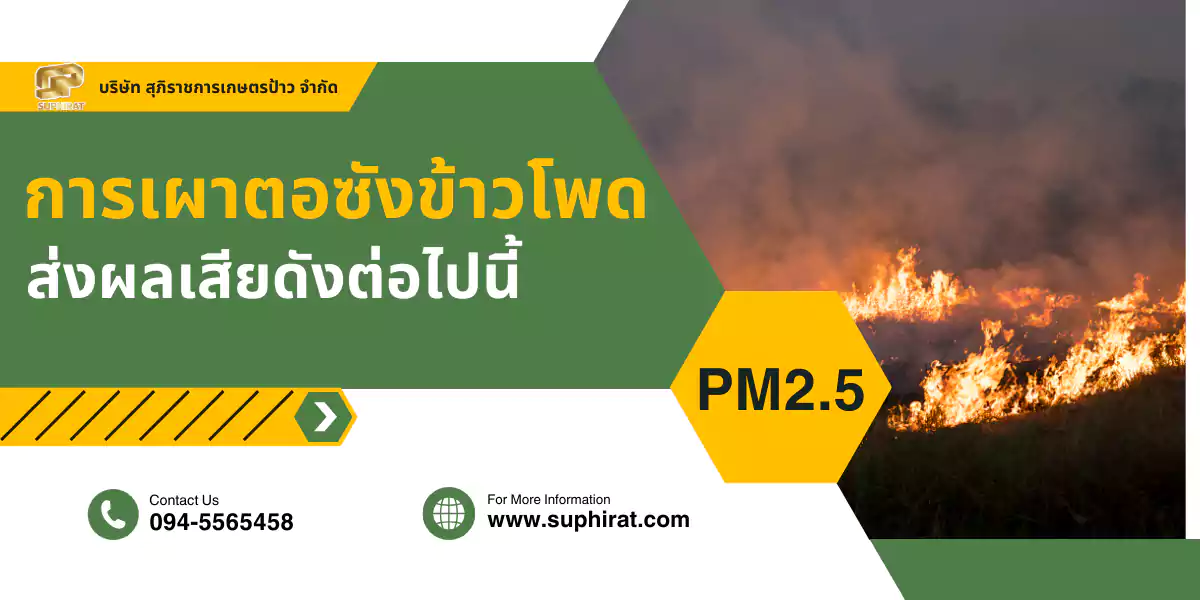 ไถกลบตอซังข้าวโพด ส่งผลเสียดังต่อไปนี้